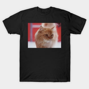 Why ginger cat are so special? T-Shirt